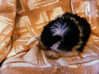 Pepé, a male Shih Tzu for sale in Crossville, TN – Photo 3 of 6