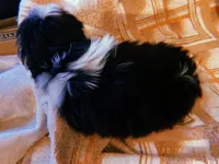 Pepé, a male Shih Tzu for sale in Crossville, TN – Photo 2 of 6