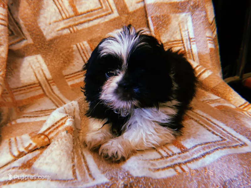 Pepé – Shih Tzu puppy for sale in Crossville, TN