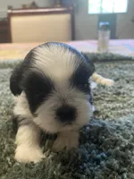 Bella, a female Shih Tzu for sale in Crossville, TN – 6 of 6