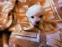 Luna, a female Yorkipoo for sale in Crossville, TN – Photo 5 of 5