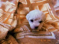 Luna, a female Yorkipoo for sale in Crossville, TN – Photo 4 of 5