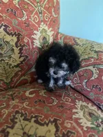 Puff, a female Poodle - Toy  for sale in Crossville, TN – 5 of 5