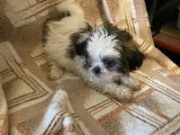 Rufus, a male Shih Tzu for sale in Crossville, TN – 3 of 5