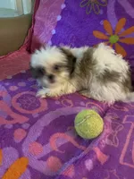Rufus, a male Shih Tzu for sale in Crossville, TN – 4 of 7