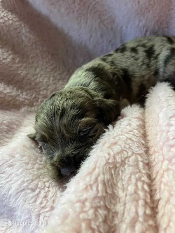 Snickers – Cocker Spaniel puppy for sale in Crossville, TN