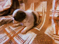 Sammy, a male Shih Tzu for sale in Crossville, TN – Photo 4 of 4