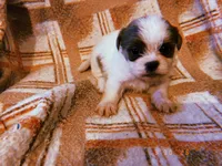 Sammy, a male Shih Tzu for sale in Crossville, TN – Photo 2 of 4