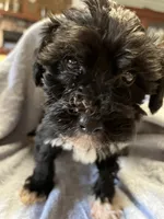 Boo, a male Maltipoo for sale in Crossville, TN – 2 of 8
