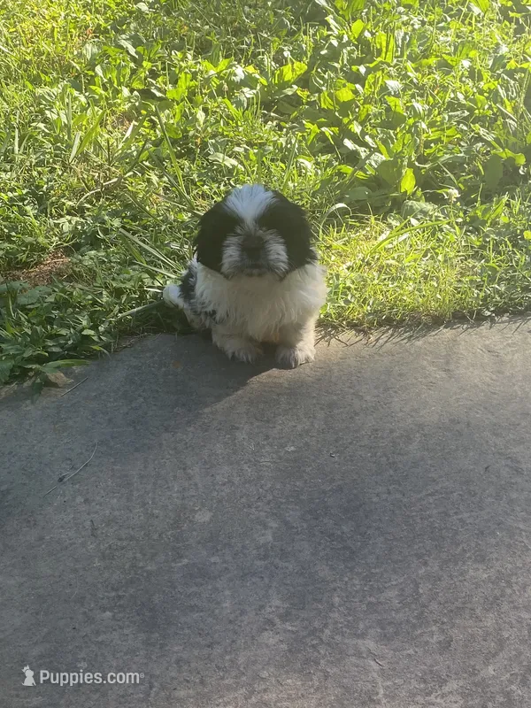 Bella – Shih Tzu puppy for sale in Crossville, TN