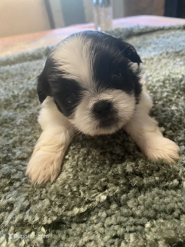 Mia – Shih Tzu puppy for sale in Crossville, TN