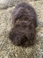 Puff, a female Poodle - Toy  for sale in Crossville, TN – 6 of 6