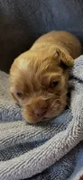 Twix, a male Cocker Spaniel for sale in Crossville, TN – 7 of 7