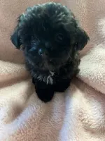 Tiny, a female Maltipoo for sale in Crossville, TN – 5 of 5