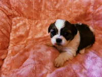 Sally, a female Shih Tzu for sale in Crossville, TN – 1 of 3