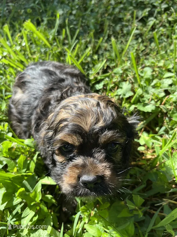 Coco – Cocker Spaniel puppy for sale in Crossville, TN