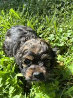Coco, a male Cocker Spaniel for sale in Crossville, TN – 1 of 4
