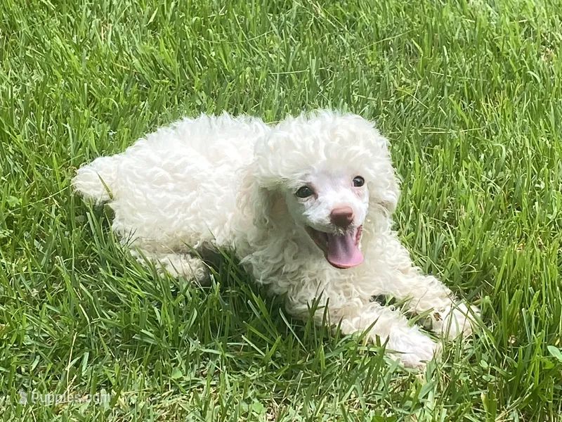 Fluff – Poodle - Toy  puppy for sale in Crossville, TN