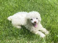 Fluff, a male Poodle - Toy  for sale in Crossville, TN – 1 of 9