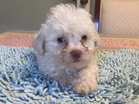 Fluff, a male Poodle - Toy  for sale in Crossville, TN – 2 of 5