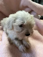Pumpkin, a female Maltipoo for sale in Crossville, TN – 8 of 8