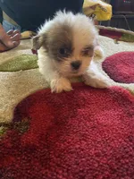 Sammy, a male Shih Tzu for sale in Crossville, TN – 2 of 3