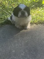 Bella, a female Shih Tzu for sale in Crossville, TN – 2 of 8