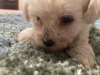 Marshmallow, a female Poodle - Toy  for sale in Crossville, TN – 3 of 5