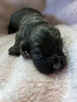 Truffle, a female Cocker Spaniel for sale in Crossville, TN – 4 of 5