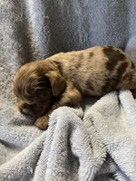 Chip, a male Cocker Spaniel for sale in Crossville, TN – 6 of 6
