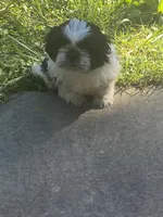 Bella, a female Shih Tzu for sale in Crossville, TN – 7 of 8