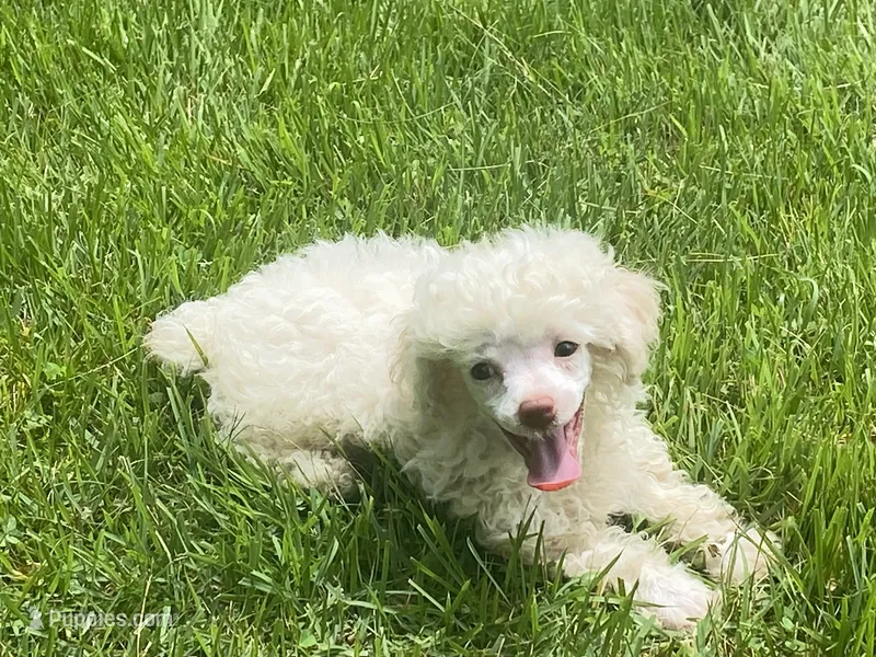 Fluff – Poodle - Toy  puppy for sale in Crossville, TN