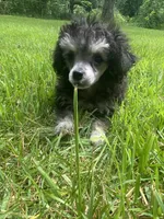 Puff, a female Poodle - Toy  for sale in Crossville, TN – 2 of 8