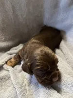 Hershey, a male Cocker Spaniel for sale in Crossville, TN – 7 of 9