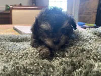 Puff, a female Poodle - Toy  for sale in Crossville, TN – 3 of 6