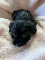 Boo, a male Maltipoo for sale in Crossville, TN – 5 of 8