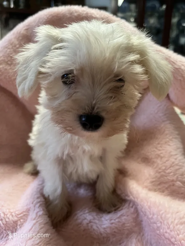 Pumpkin – Maltipoo puppy for sale in Crossville, TN