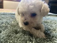 Marshmallow, a female Poodle - Toy  for sale in Crossville, TN – 4 of 5