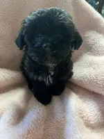 Tiny, a female Maltipoo for sale in Crossville, TN – 4 of 5