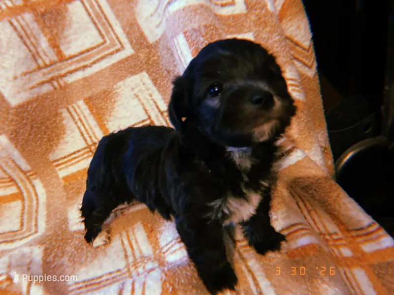 Lola, a female Yorkipoo for sale in Crossville, TN – Photo 1 of 5