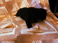 Lola, a female Yorkipoo for sale in Crossville, TN – Photo 4 of 5