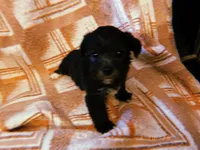 Lola, a female Yorkipoo for sale in Crossville, TN – Photo 5 of 5