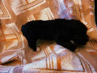 Lola, a female Yorkipoo for sale in Crossville, TN – Photo 3 of 5