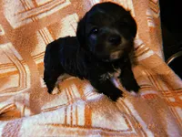 Lola, a female Yorkipoo for sale in Crossville, TN – Photo 2 of 5