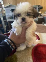 Scrappy, a male Shih Tzu for sale in Crossville, TN – 2 of 3