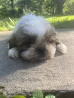 Bentley, a male Shih Tzu for sale in Crossville, TN – 6 of 10