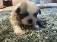 Bentley, a male Shih Tzu for sale in Crossville, TN – 3 of 4