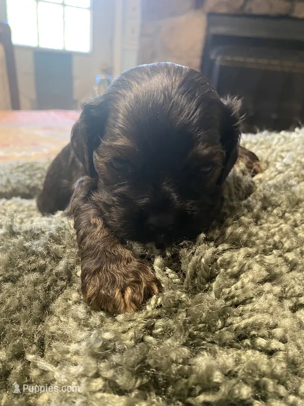 Coco – Cocker Spaniel puppy for sale in Crossville, TN