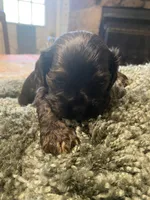 Coco, a male Cocker Spaniel for sale in Crossville, TN – 1 of 5