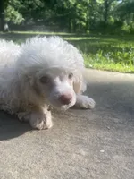 Fluff, a male Poodle - Toy  for sale in Crossville, TN – 5 of 10